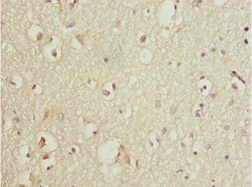 CNPY3 Antibody