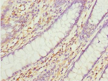 CNPY3 Antibody