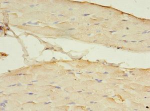 CNTFR Antibody