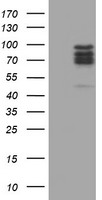 COASY Antibody