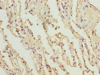 COL12A1 Antibody