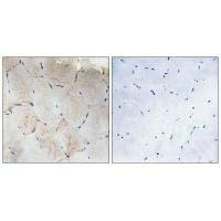 COL12A1 Antibody