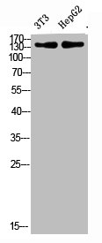 COL17A1 Antibody
