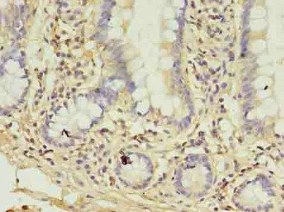 COL6A6 Antibody