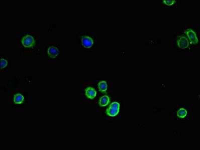 COL4A1 Antibody