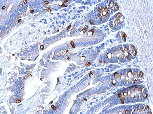 Collagen III Rabbit Polyclonal Antibody