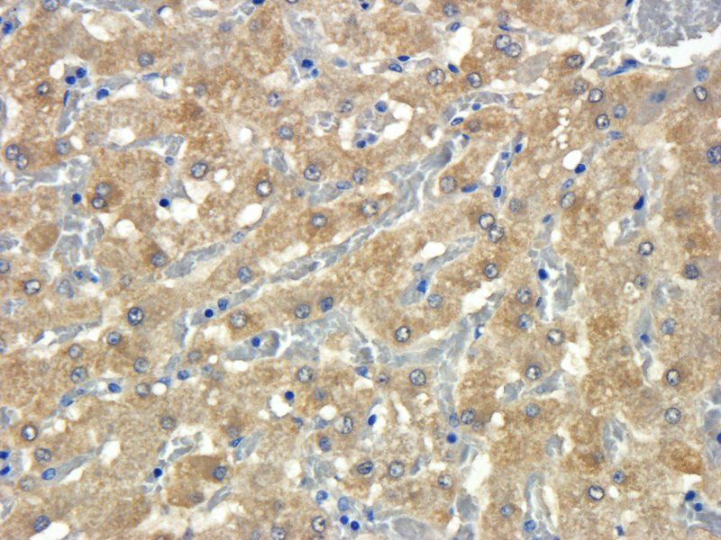COL2A1 Rabbit Polyclonal Antibody