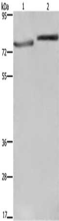 COMP Antibody