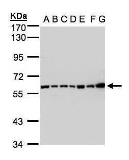 C2/C2a Rabbit Polyclonal Antibody