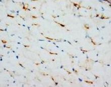 Connexin 43/GJA1 Rabbit Polyclonal Antibody
