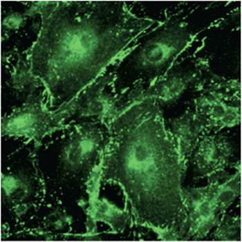 CX43 Antibody