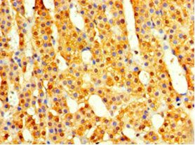 COPS7A Antibody