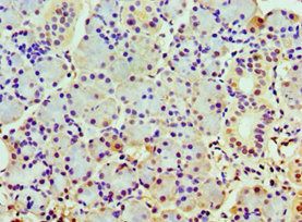 COPS7A Antibody