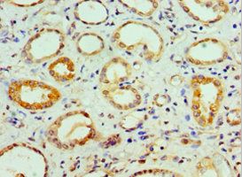 COPS7A Antibody