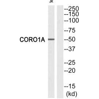 CORO1A Antibody