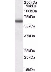 Coronin 1/TACO Antibody