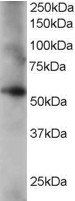 Coronin 3/coronin 1C Antibody