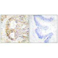 COX4I1 Antibody