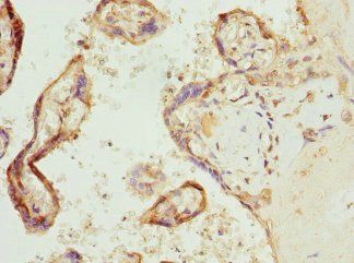COX10 Antibody