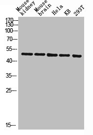 COX10 Antibody