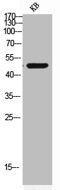COX10 Antibody