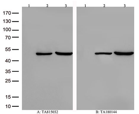 COX17 Antibody