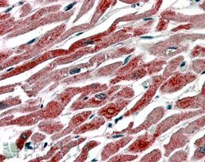 Goat anti-COX1 / PTGS1 Antibody