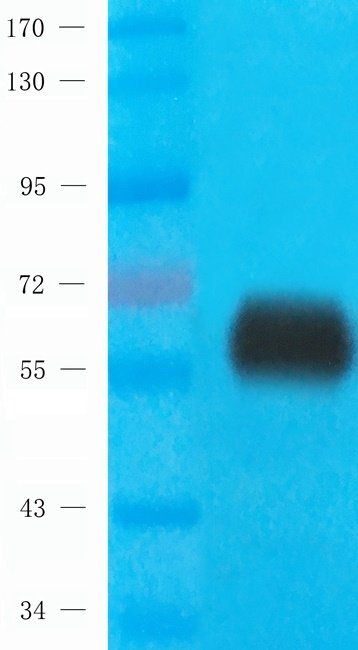 Cox2 Rabbit Polyclonal Antibody