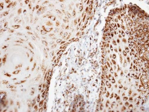 COX6B1 Rabbit Polyclonal Antibody