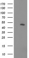 COX6B2 Antibody