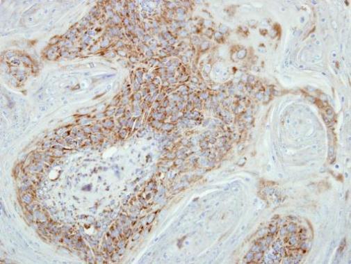 COX7B2 Rabbit Polyclonal Antibody