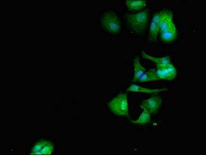 CRCP Antibody