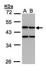 Creatine kinase MT Rabbit Polyclonal Antibody