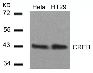 CREB1 Antibody