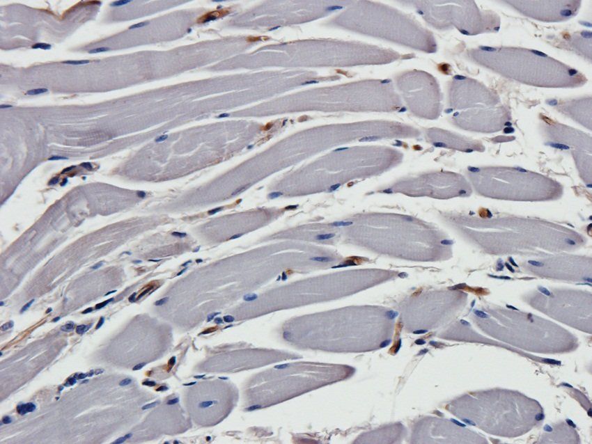 CREB3L3 Rabbit Polyclonal Antibody