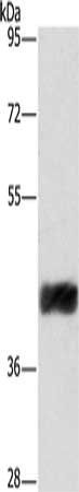 CRELD2 Antibody