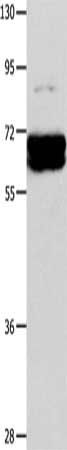 CRMP1 Antibody