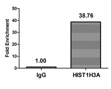 HIST1H3A Antibody