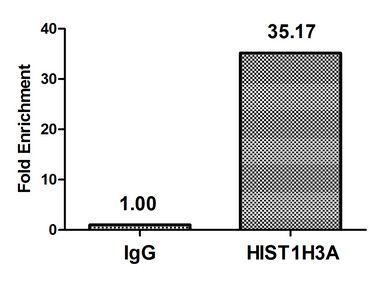 HIST1H3A Antibody