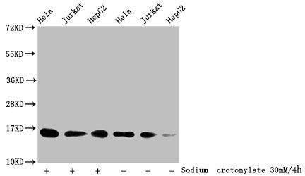 HIST1H3A Antibody