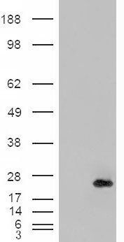 CRP2/CSRP2 Antibody