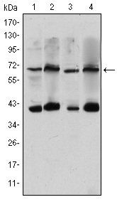 CRTC3 Antibody