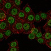 CRTC3 Antibody