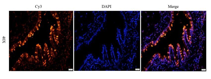 CRUM3 Rabbit Polyclonal Antibody