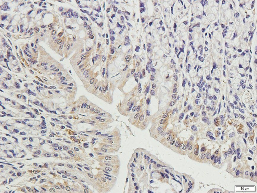 CRUM3 Rabbit Polyclonal Antibody