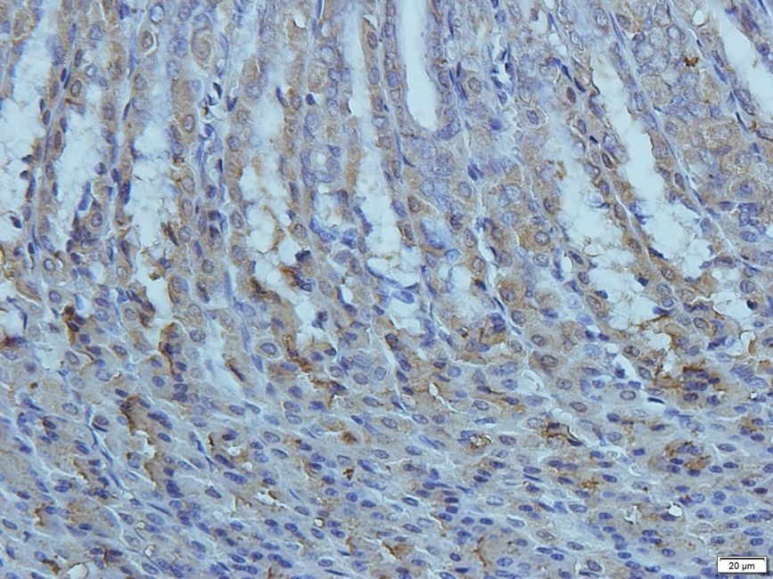 Cryopyrin Rabbit Polyclonal Antibody