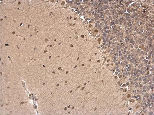 CSB Rabbit Polyclonal Antibody
