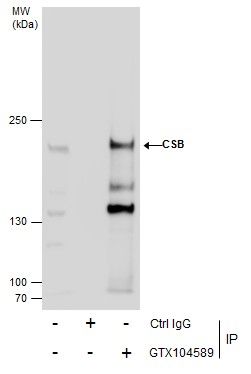 CSB Rabbit Polyclonal Antibody