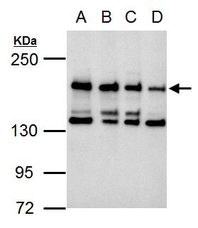 CSB Rabbit Polyclonal Antibody