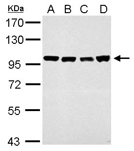CSE1L Rabbit Polyclonal Antibody